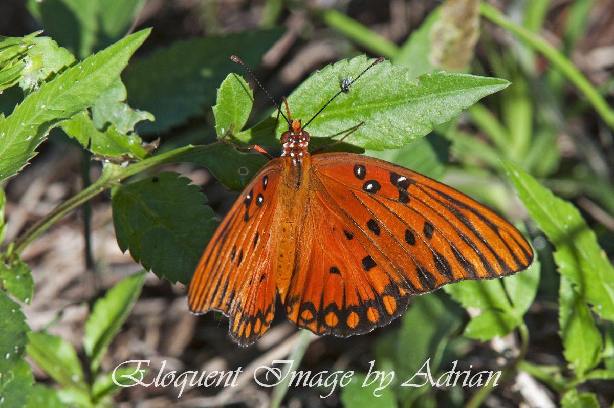 Gulf Fritillary