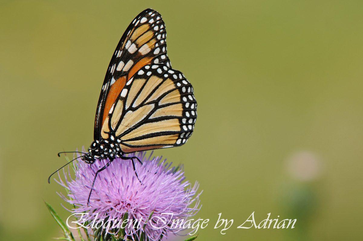 Monarch Butterfly