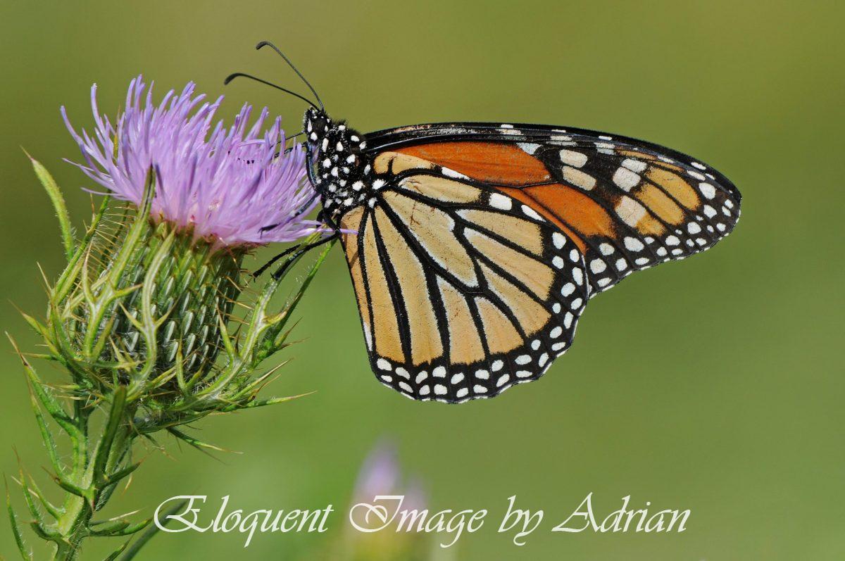 Monarch Butterfly