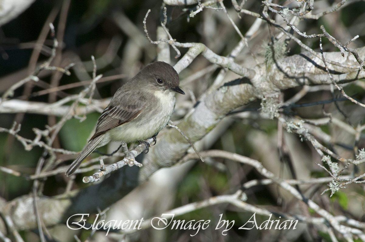 Eastern Phoebe