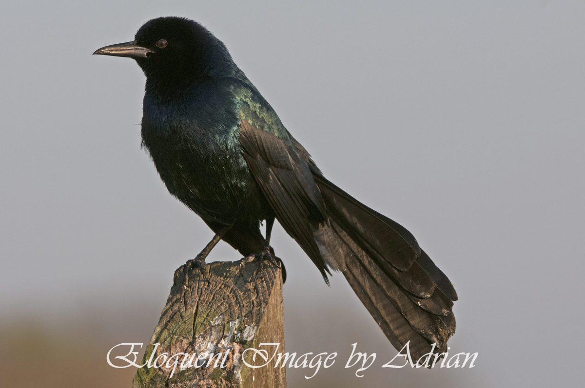 Boat-tailed Grackle