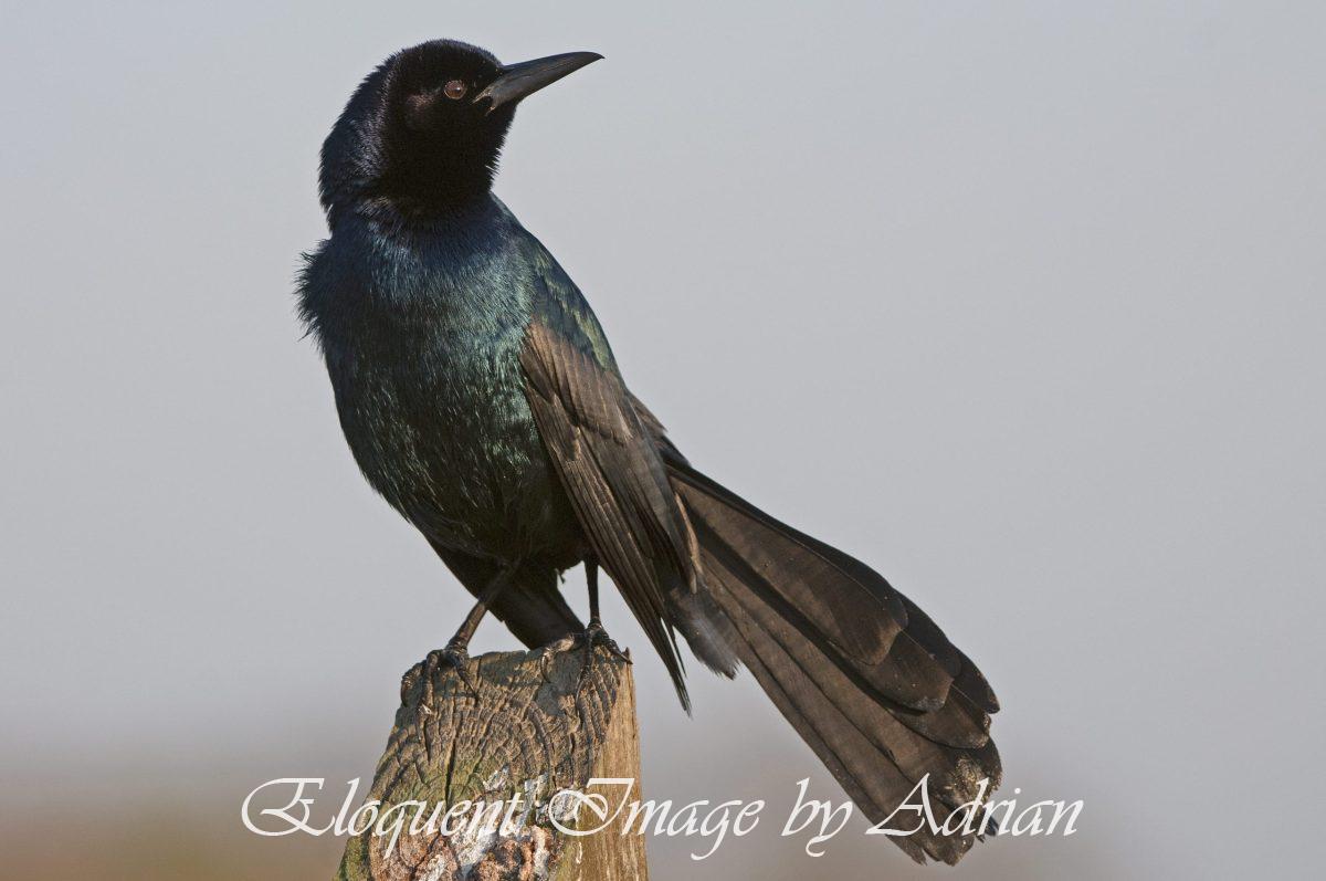 Boat-tailed Grackle