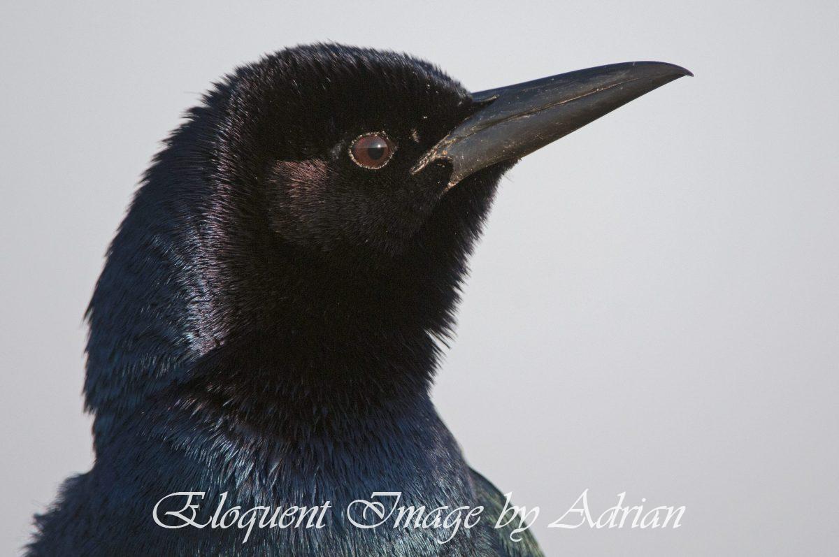 Boat-tailed Grackle