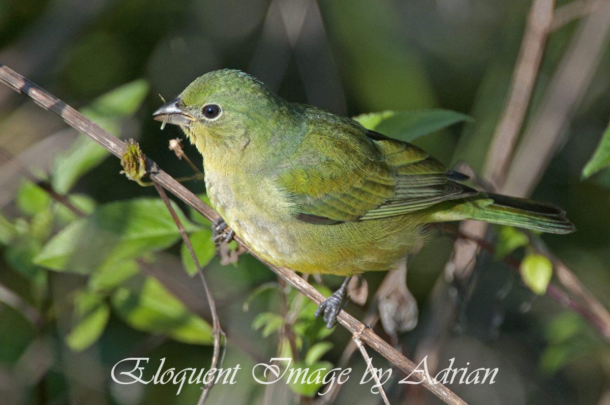 Painted Bunting (Female)