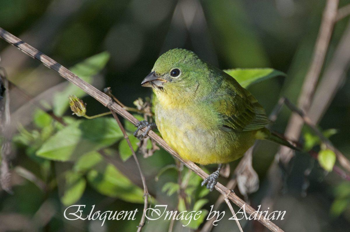 Painted Bunting (Female)