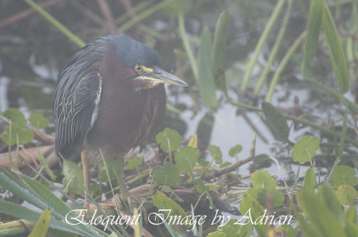 Green Heron