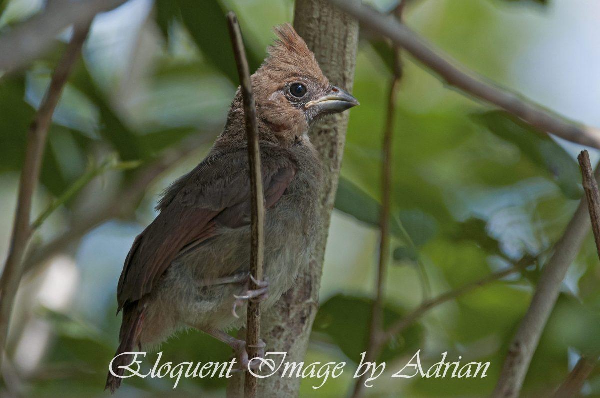 Northerm Cardinal (Juvenile)