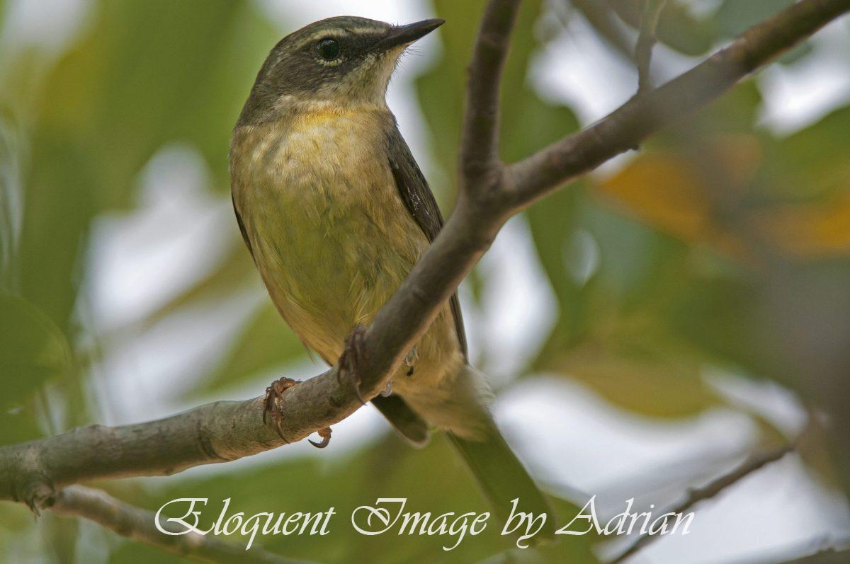 Black-throated Blue Warbler
