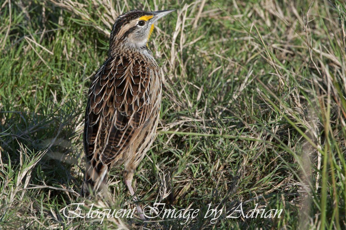 Eastern Meadowlark