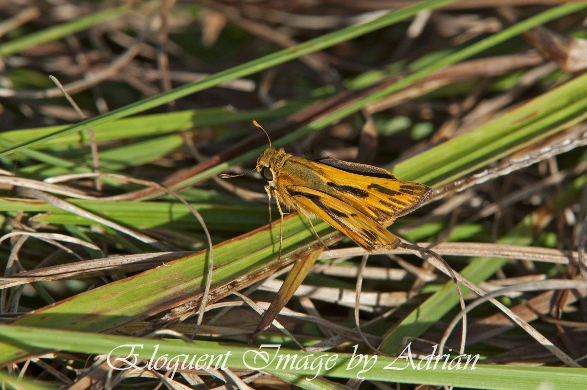 Fiery Skipper