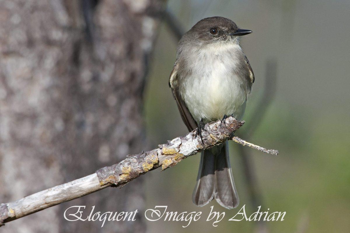 Eastern Phoebe