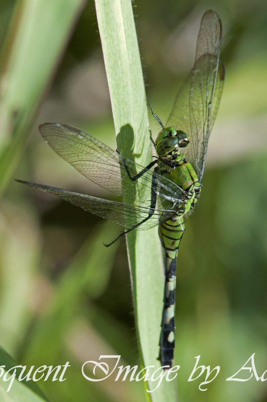 Eastern Pondhawk