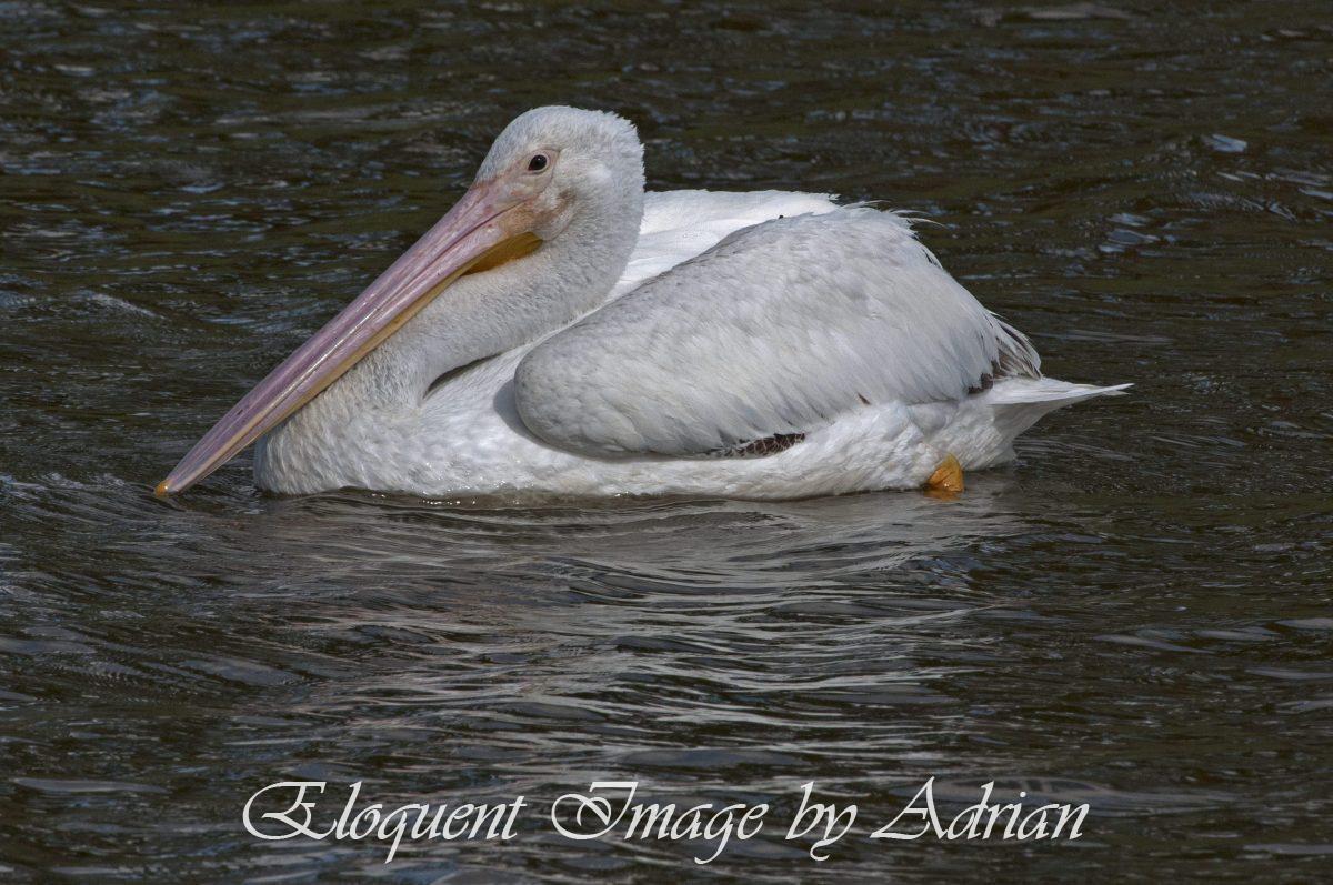White Pelican