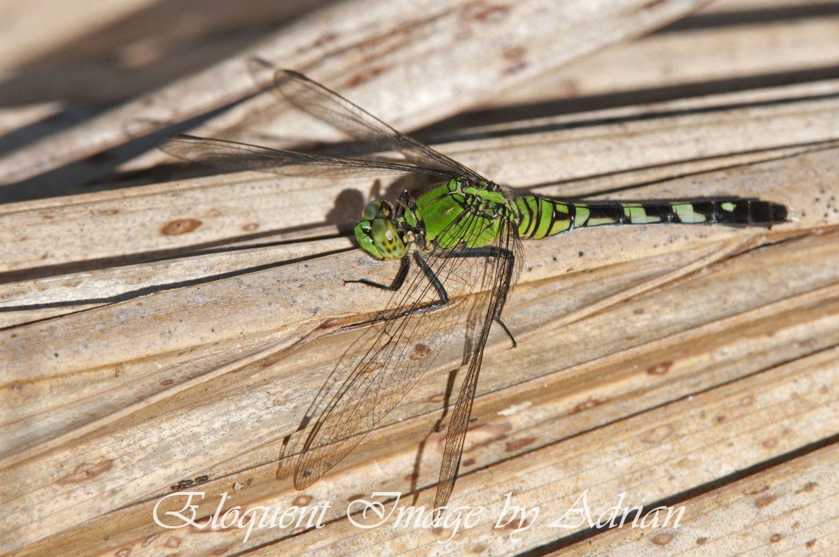 Eastern Pondhawk