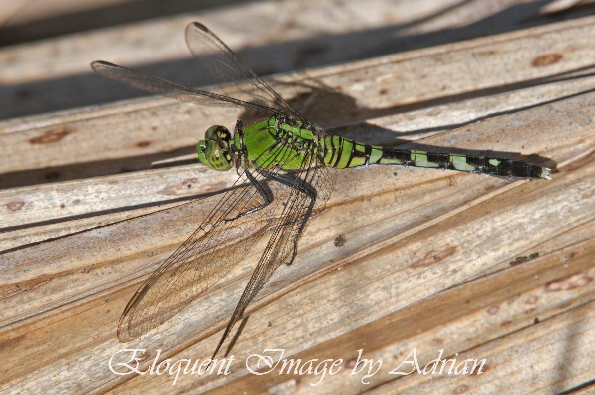 Eastern Pondhawk