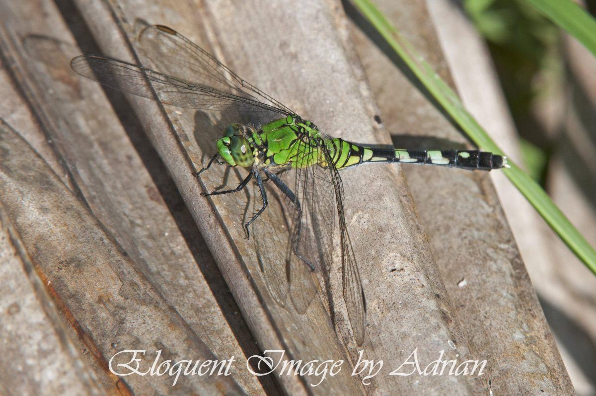 Eastern Pondhawk