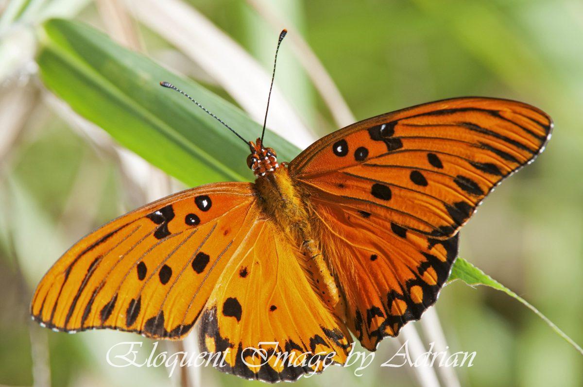 Gulf Fritillary