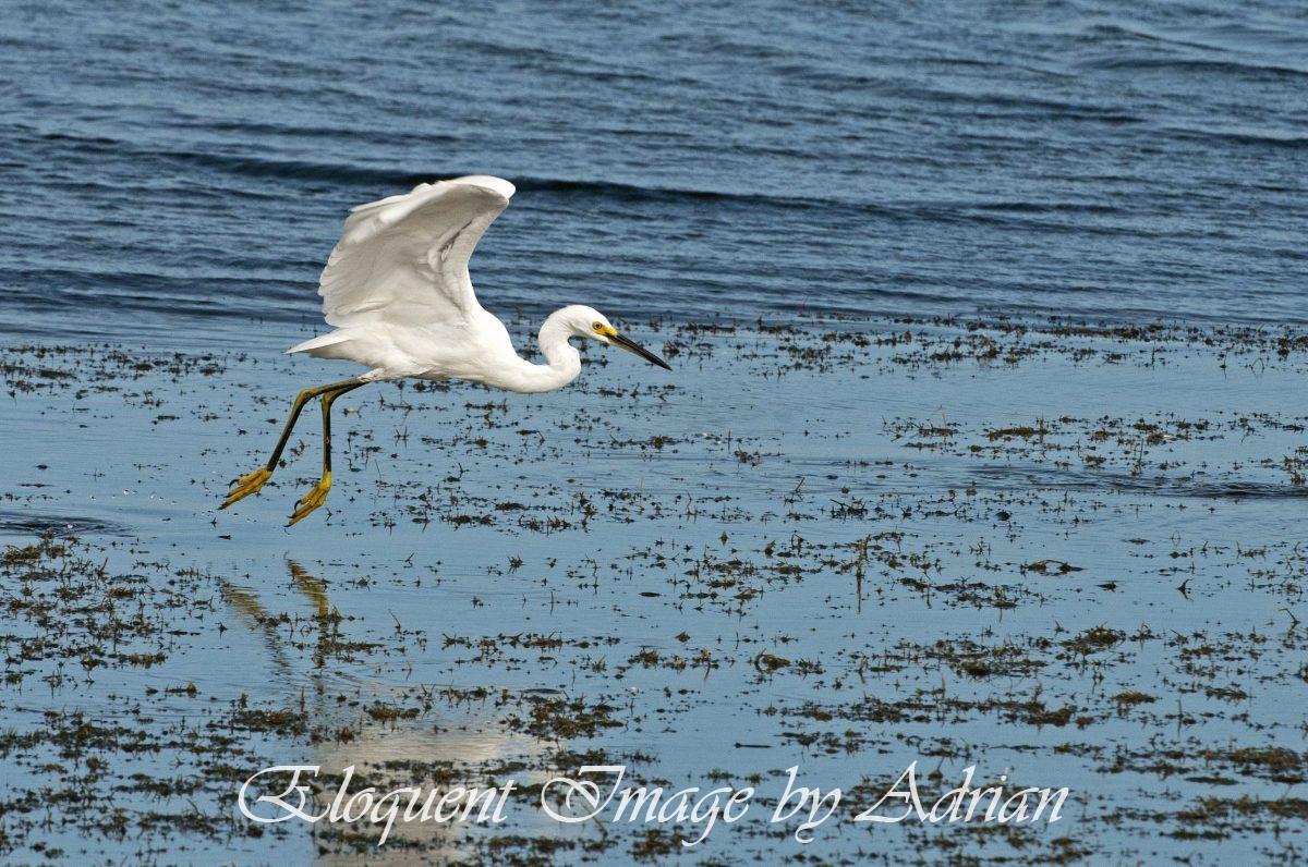 Snowy Egret