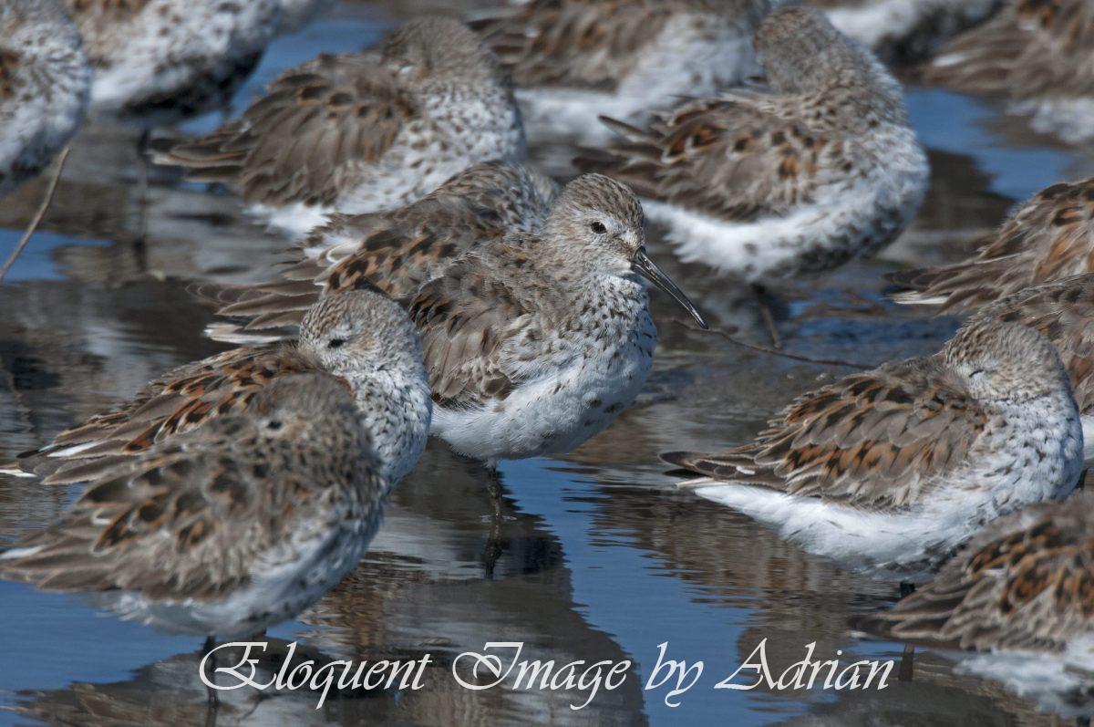 Dunlins