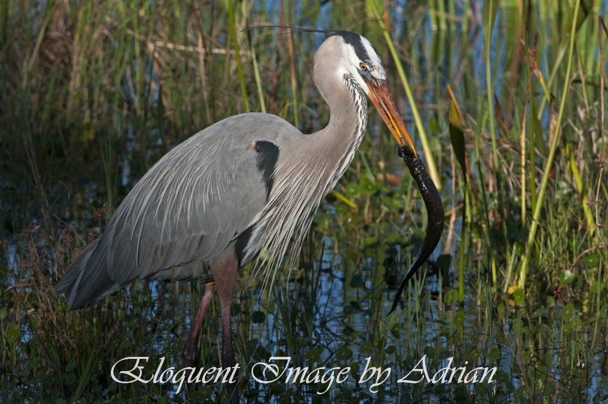 Great Blue Heron and Greater Siren