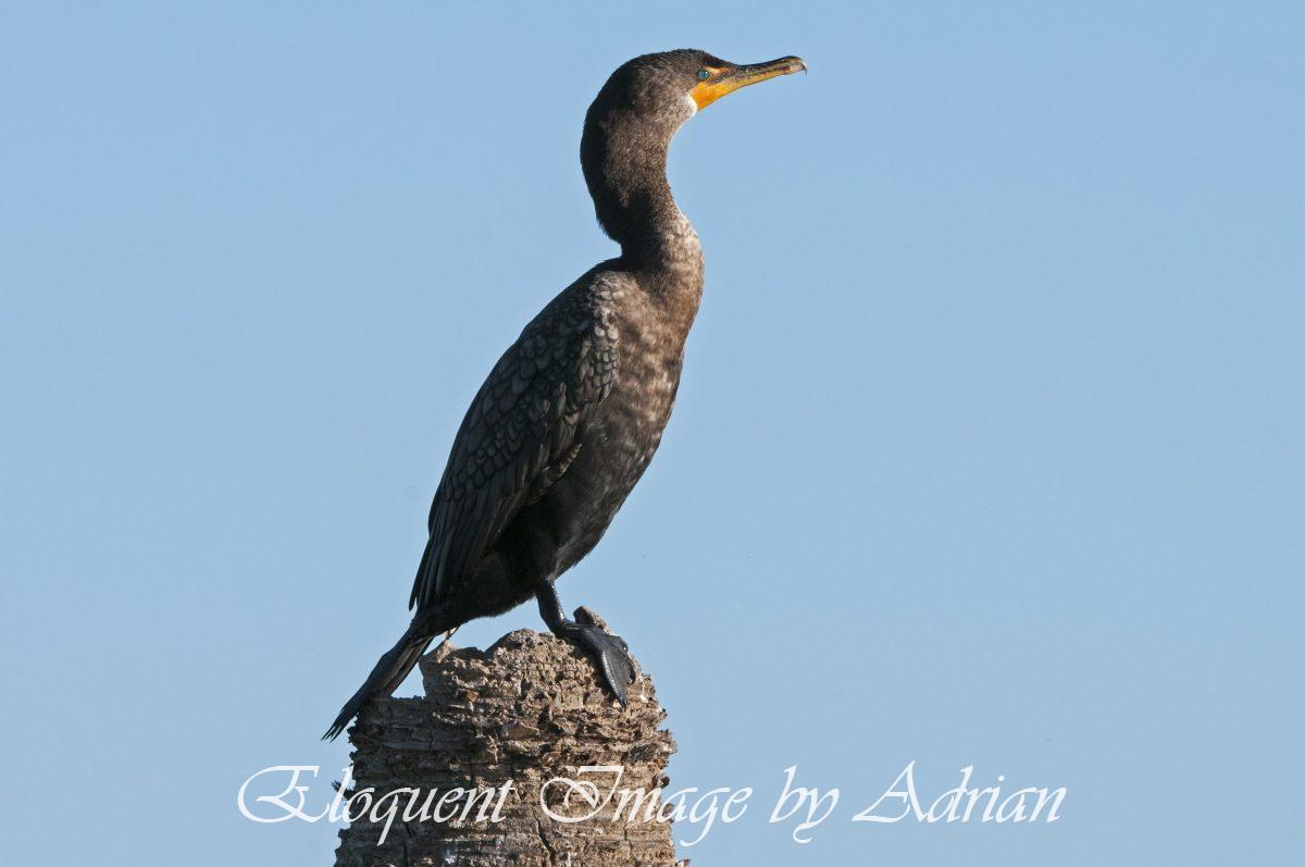 Double-crested Cormarant