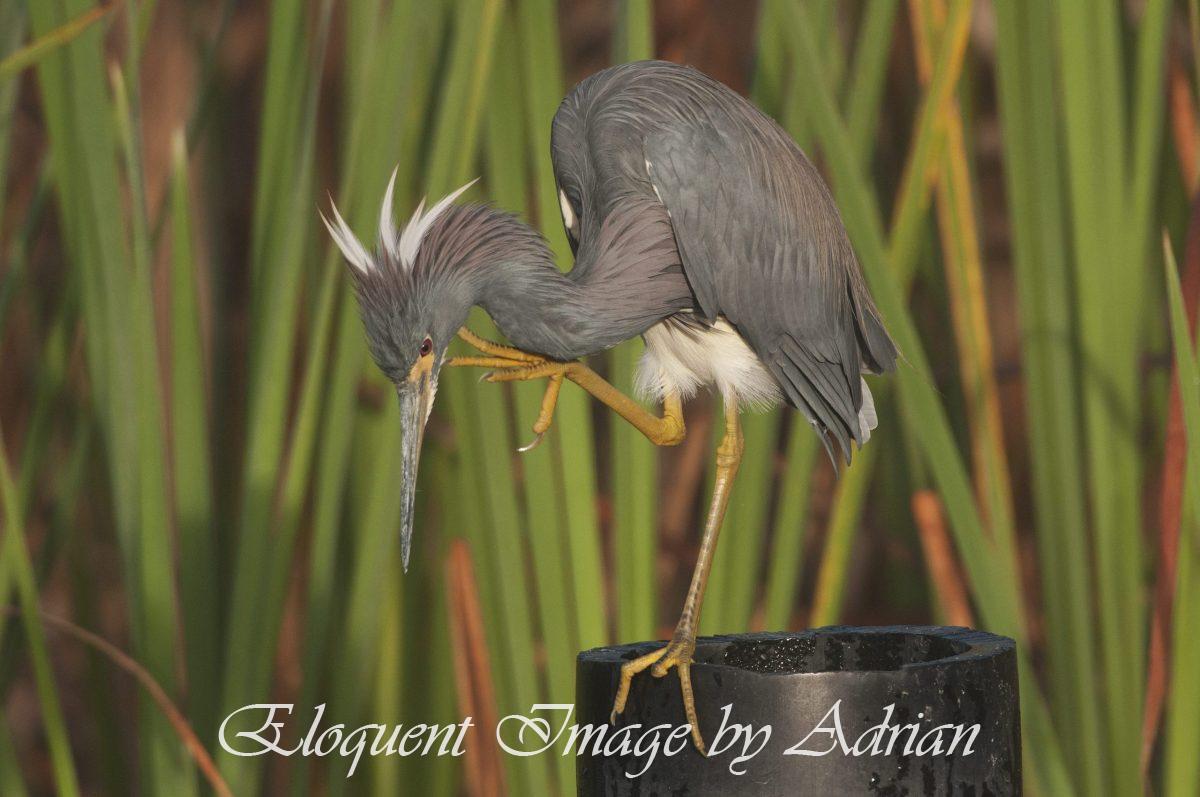 Tricolored Heron
