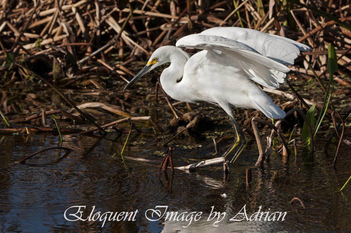 Snowy Egret