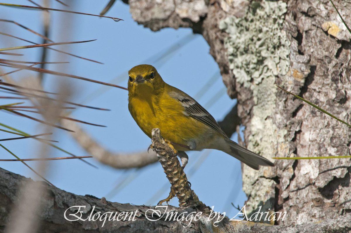 Pine Warbler