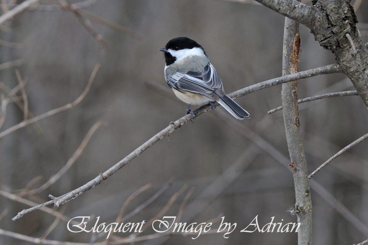 Black-capped Chickadee