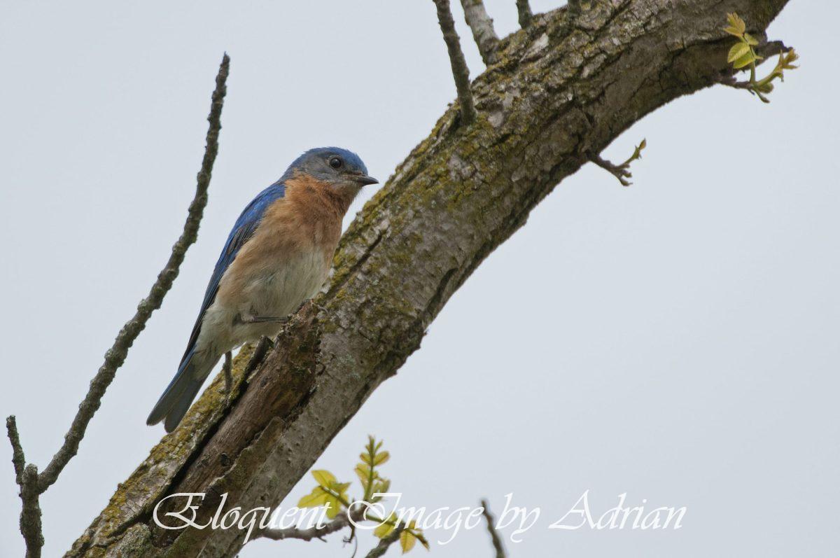 Eastern Bluebird