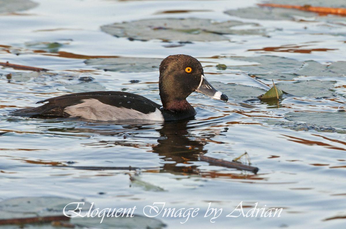 Ring-necked Duck (Male)