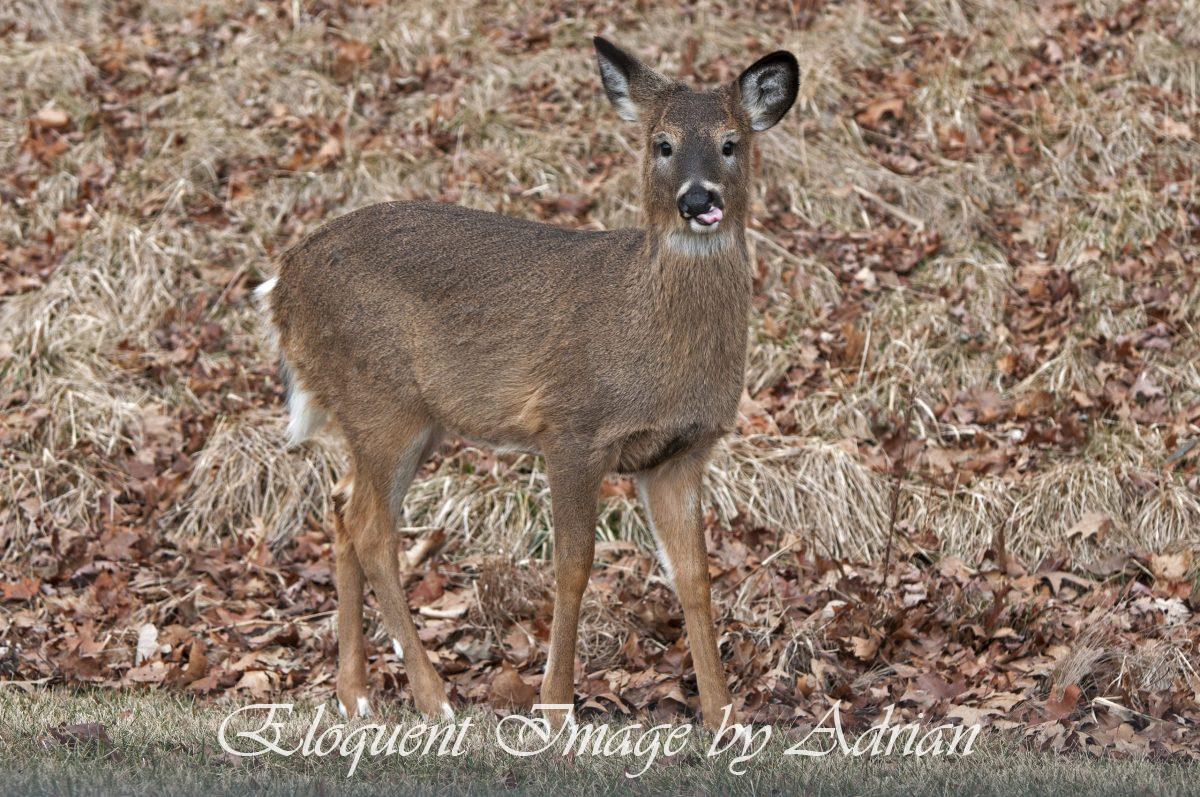White-tailed Deer (MI)