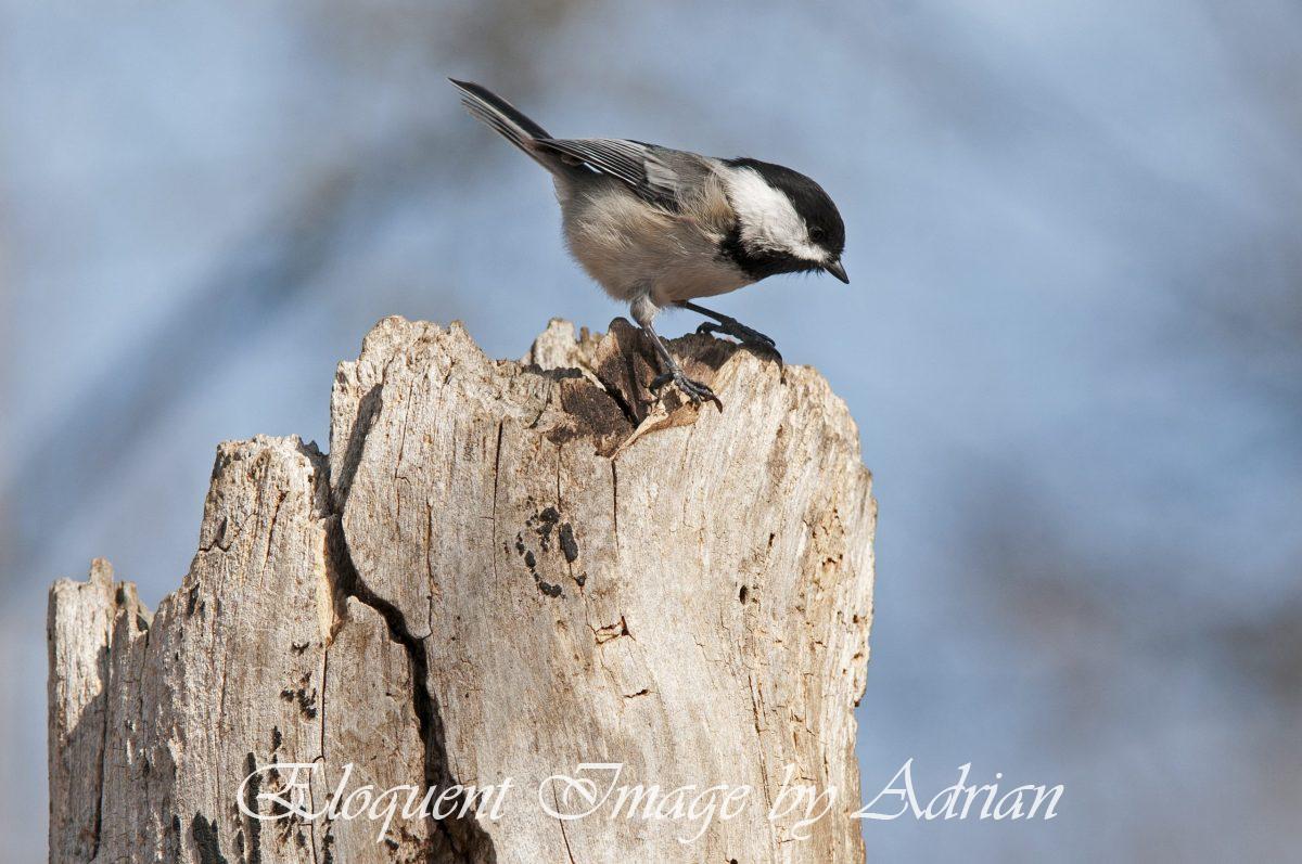 Black-capped Chickadee