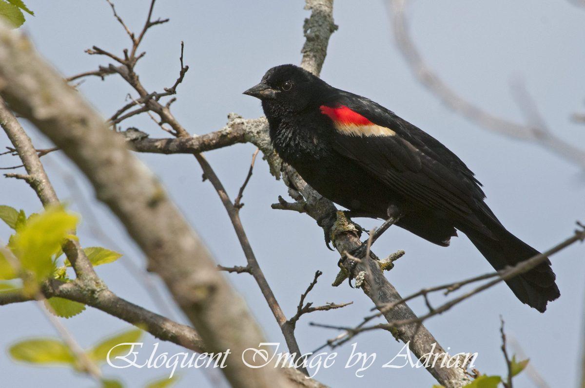 Red-winged Blackbird
