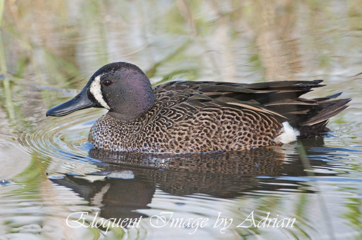 Blue-winged Teal