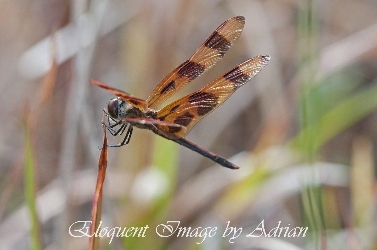 Painted Skimmer