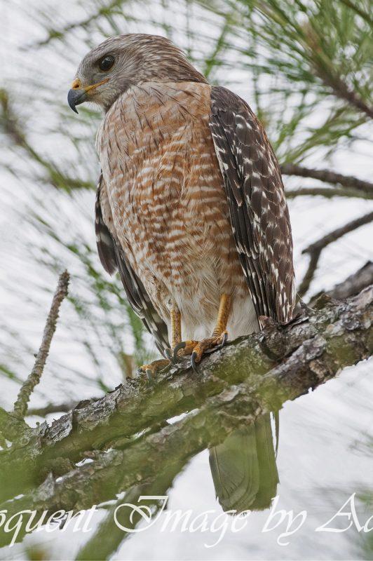 Red-shouldered Hawk