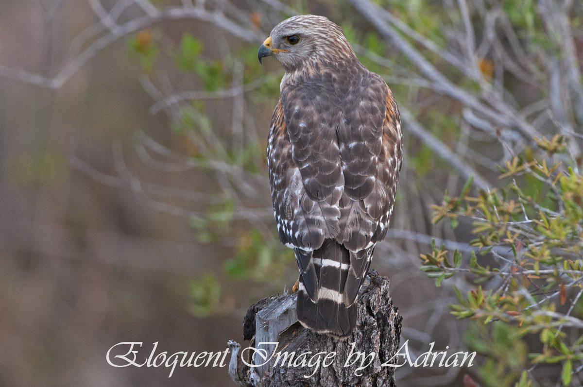 Red-shouldered Hawk