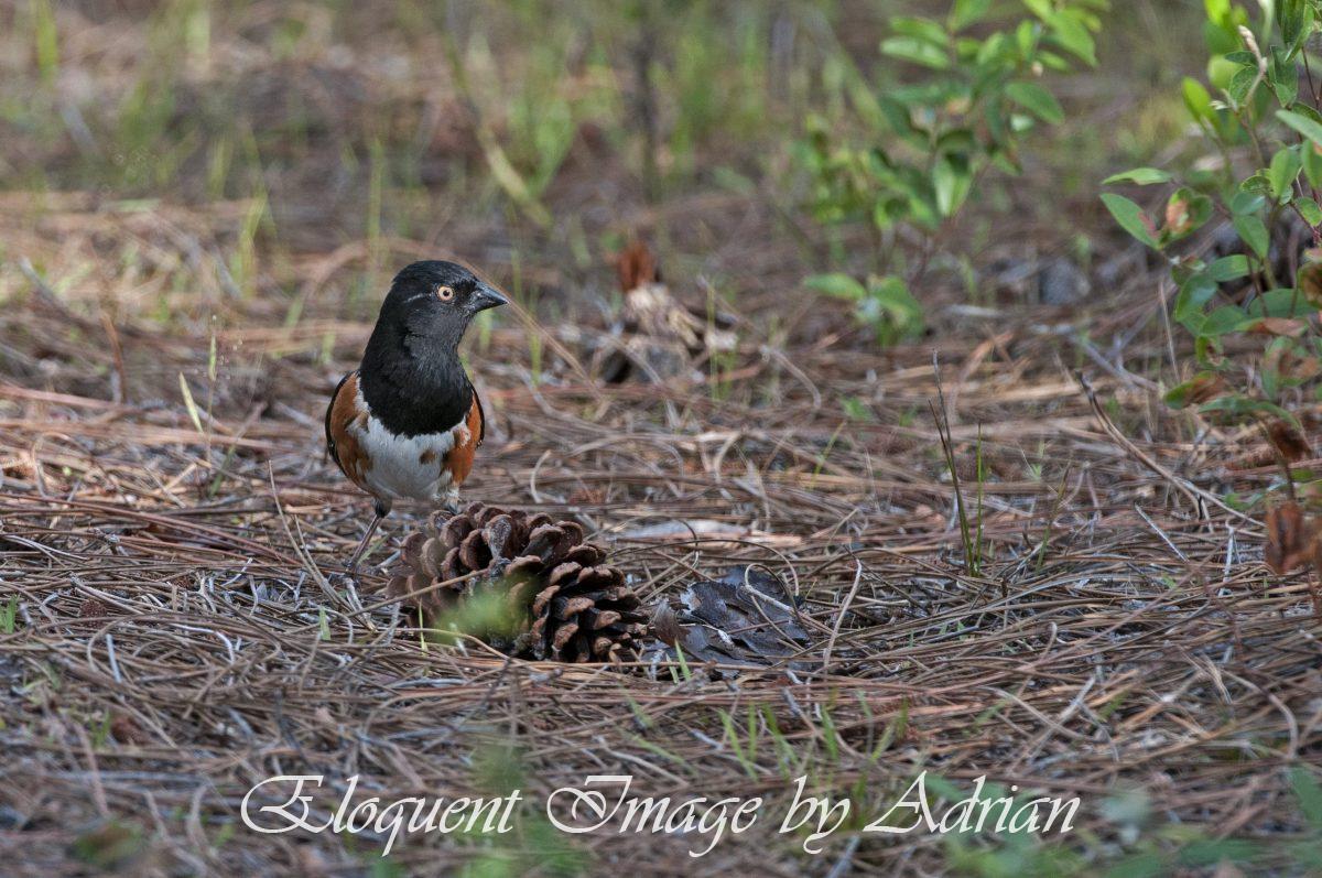 Eastern Towhee