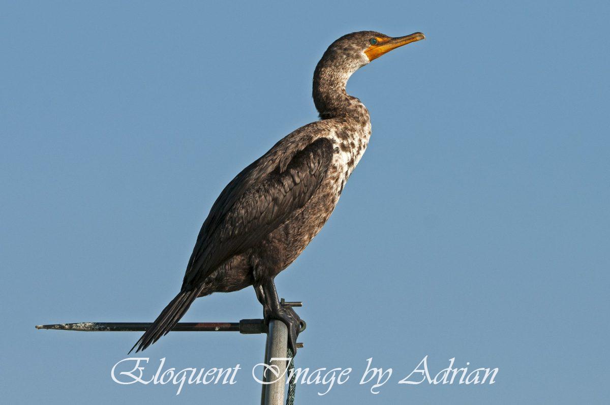 Double-crested Cormorant
