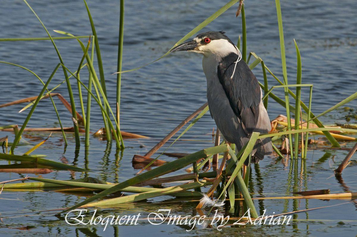 Black-crowned Night Heron