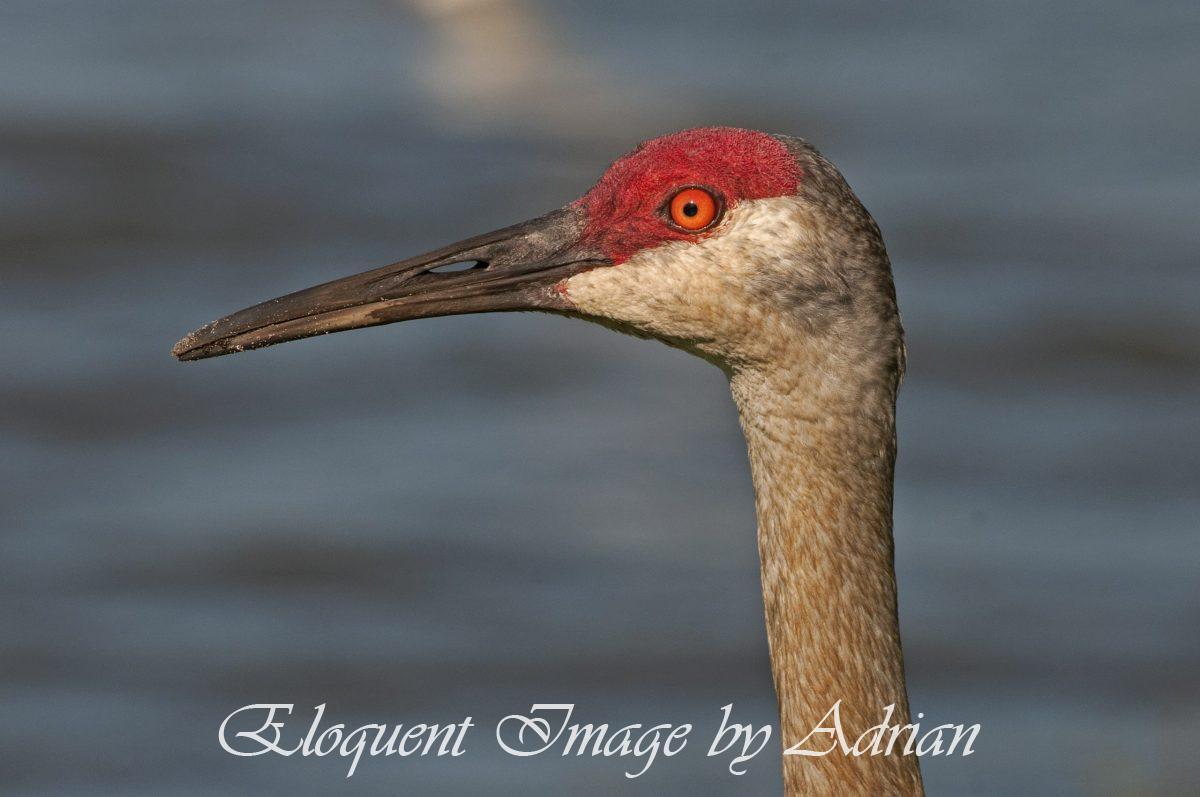 Sandhill Crane