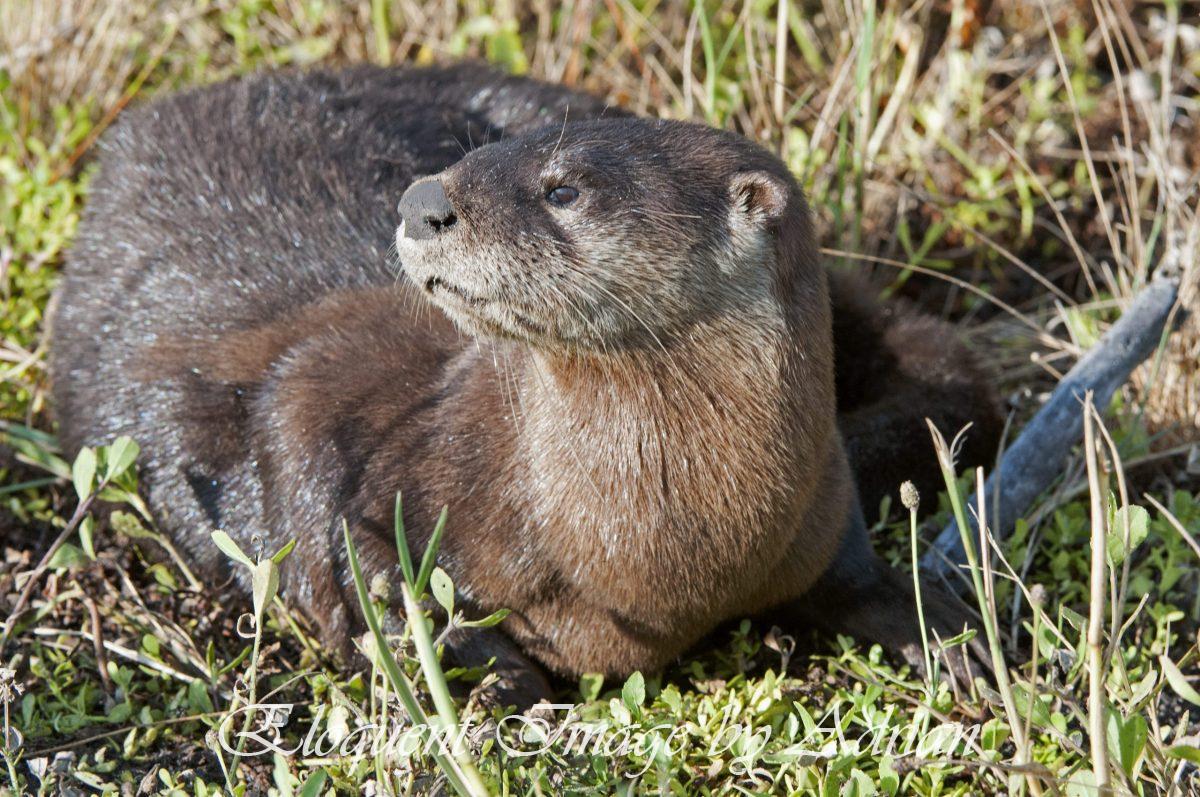 Otter (FL)