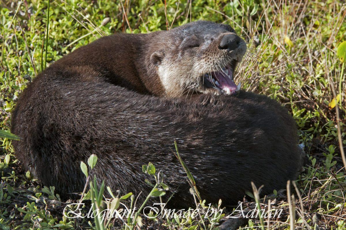 Otter (FL)