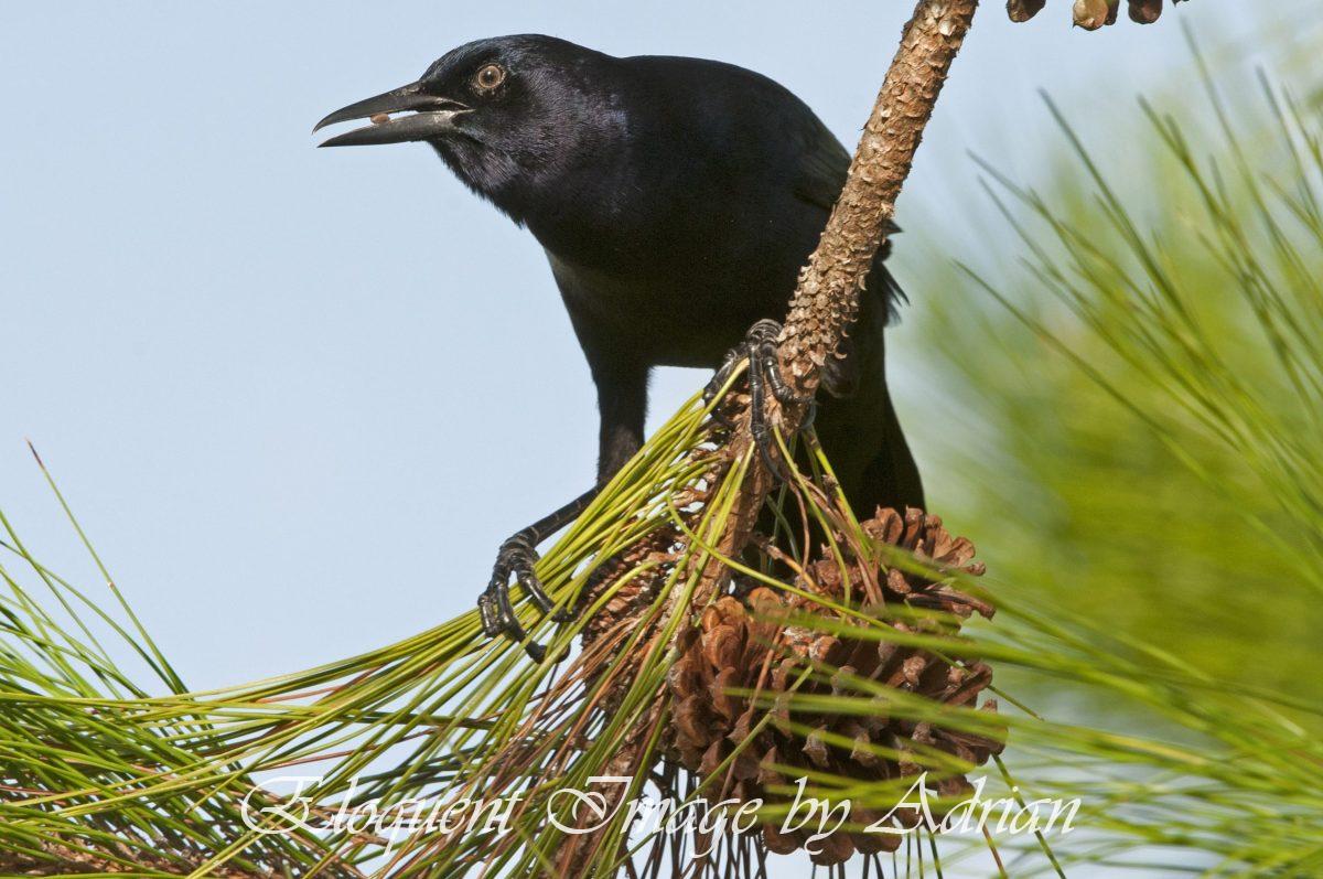 Boat-tailed Grackle