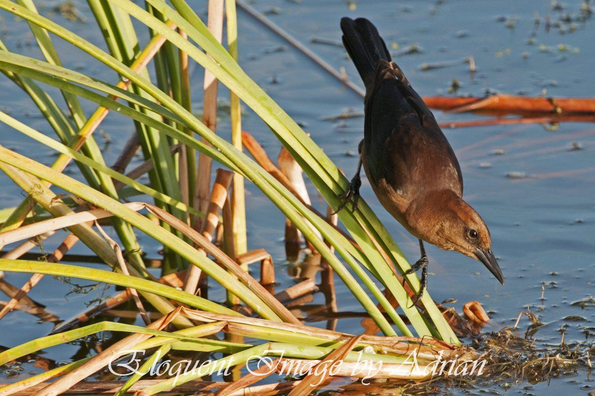 Boat-tailed Grackle