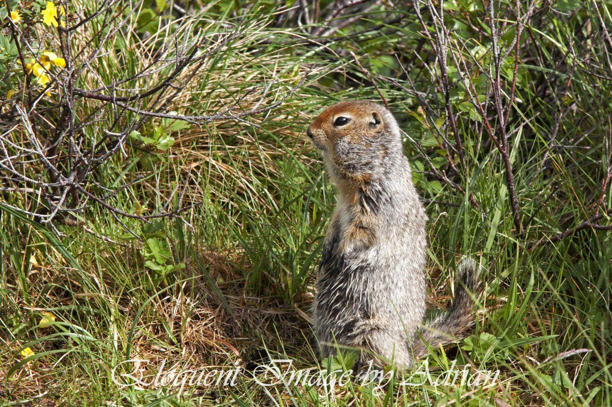 Arctic Ground Squirrel (AK)