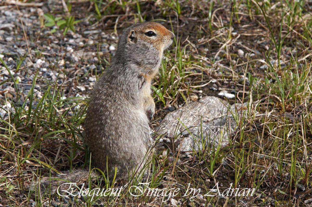 Arctic Ground Squirrel (AK)