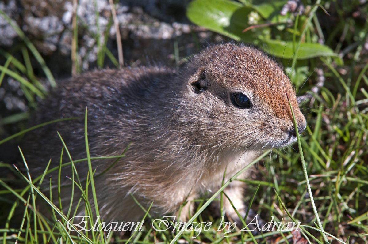 Arctic Ground Squirrel (AK)
