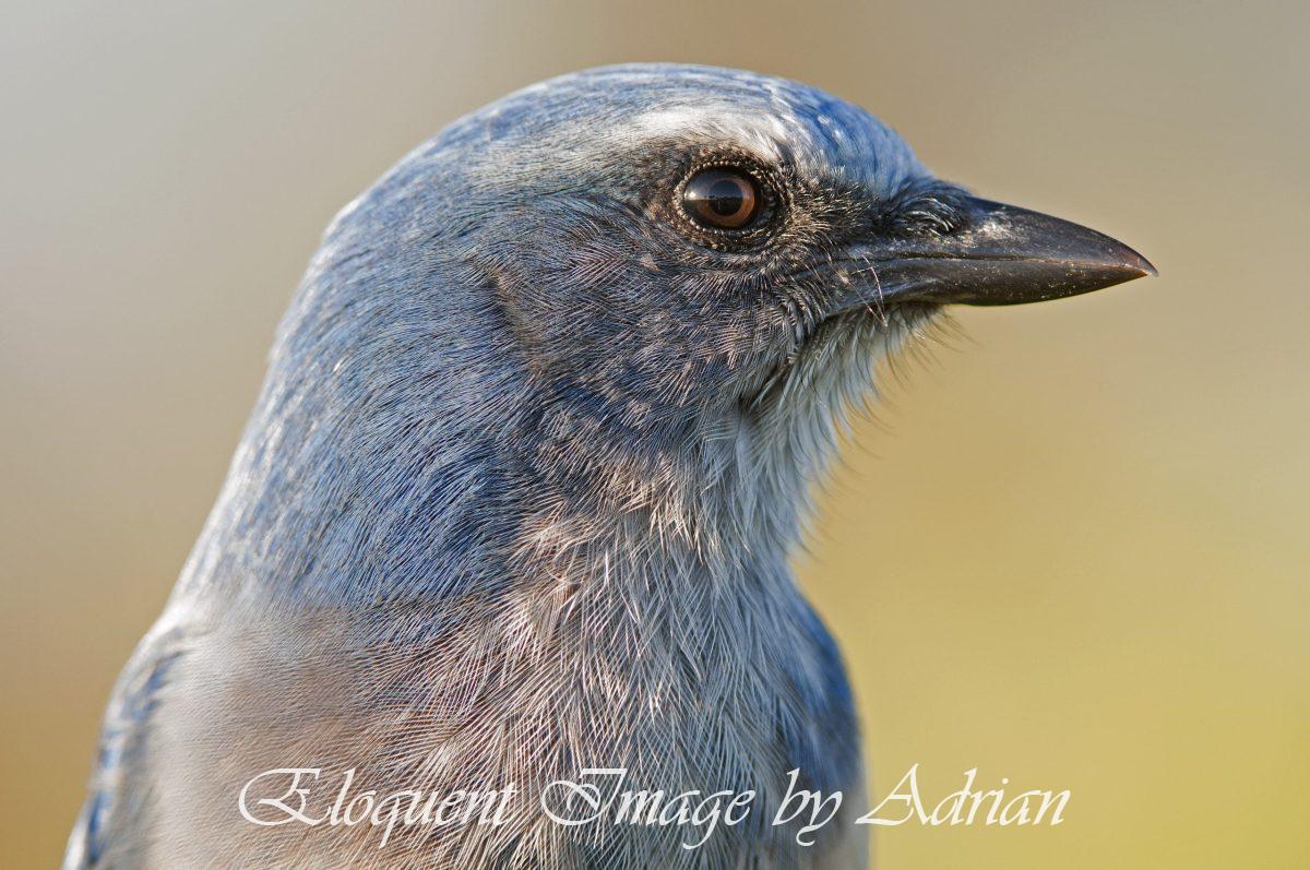 Florida Scrub-jay